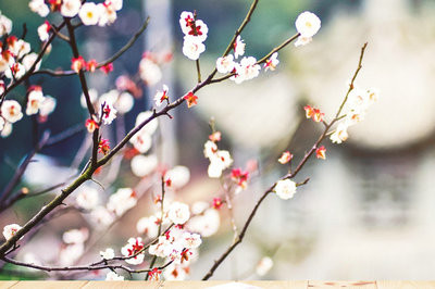 清華大學(xué)工商管理碩士（MBA）非全日制研究生招生動(dòng)態(tài)