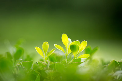 心理學(xué)在職研究生畢業(yè)后只有學(xué)位嗎？