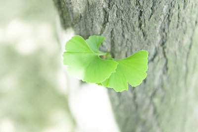 在職研究生認(rèn)可度